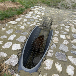 Formation à l'agrément de piégeage